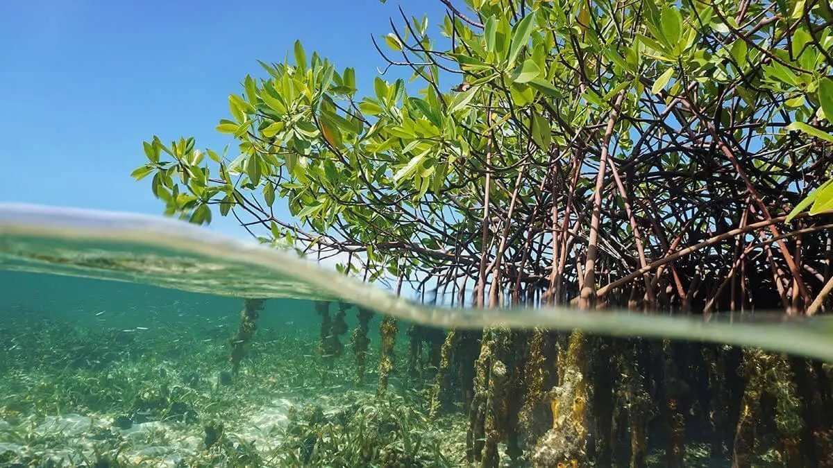 Mangrove restoration - Blue Carbon programme