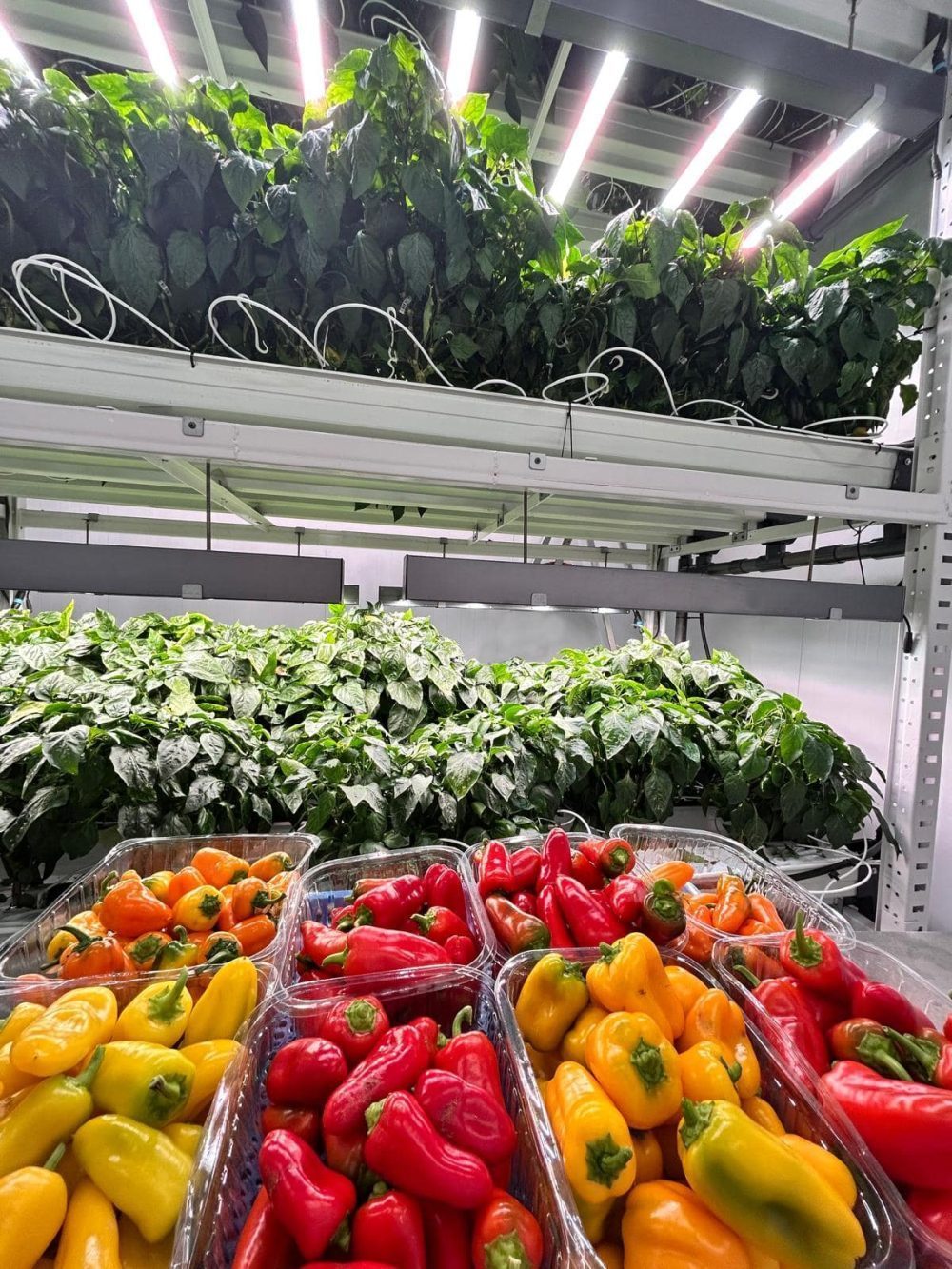 Fresh peppers on the vine