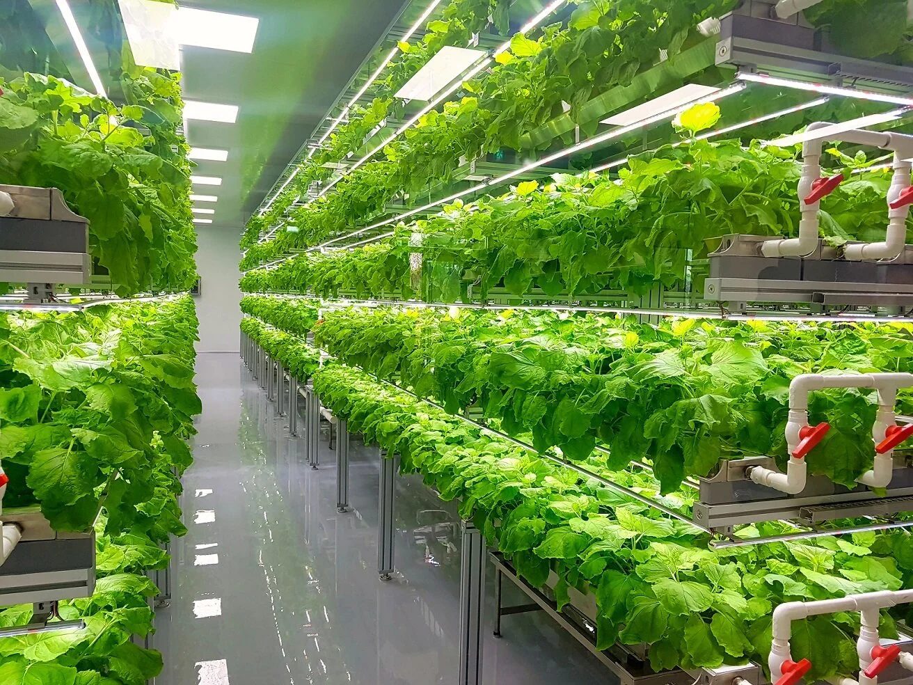 Port Elysium vertical farming and food production